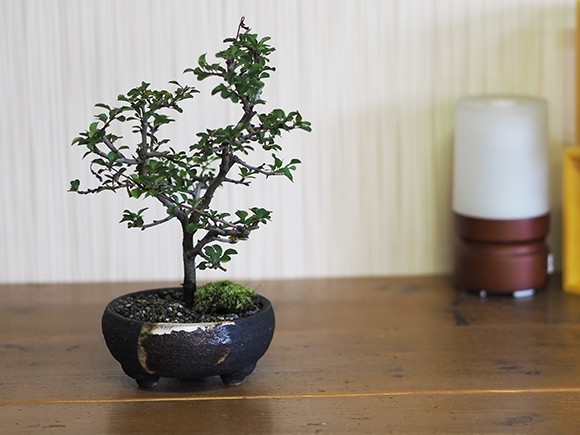 盆栽鉢 桜ともみじの寄植え 信楽焼作家鉢6号 信楽焼作家鉢の盆栽を販売｜盆栽