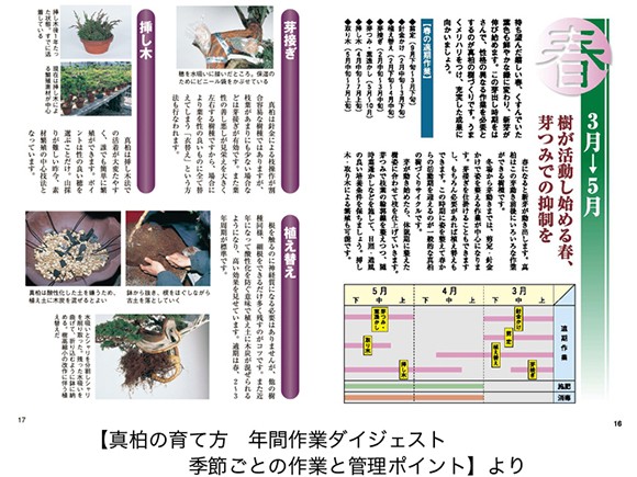 【書籍】盆栽 真柏・杜松の育て方本 ブック 近代出版