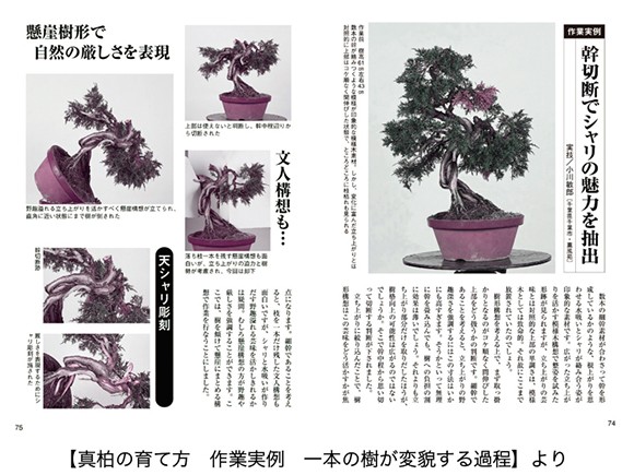 【書籍】盆栽 真柏・杜松の育て方本 ブック 近代出版