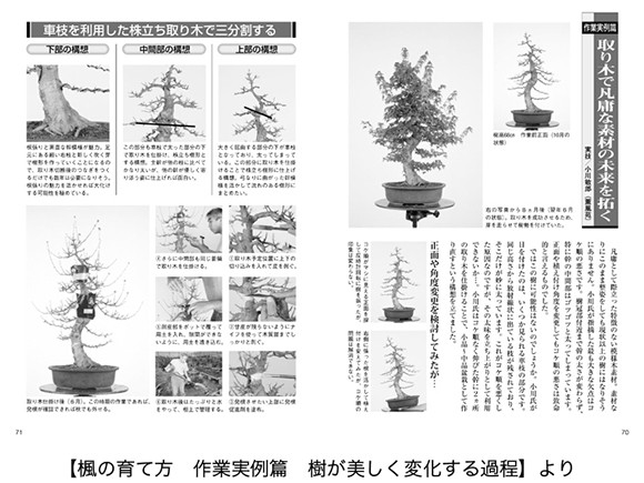 【書籍】盆栽 楓・けやきの育て方本 ブック 近代出版