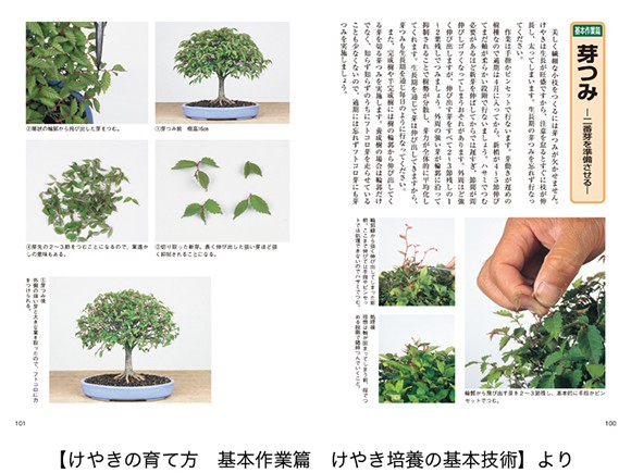 【書籍】盆栽 楓・けやきの育て方本 ブック 近代出版