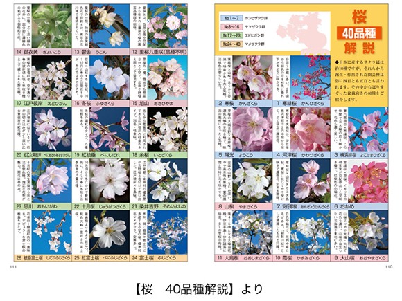 【書籍】盆栽 椿・桜の育て方本 ブック 近代出版