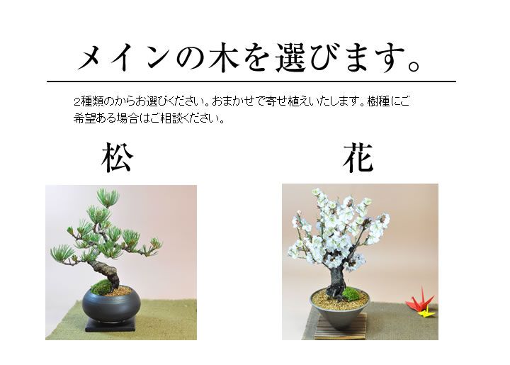 盆栽 モダン おまかせ お正月 福 縁起物 植物 五葉松 梅 ぼんさい 正月