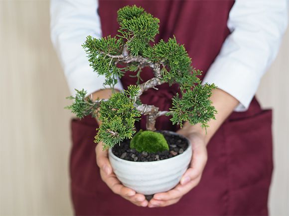 真柏【真柏 盆栽 ミニ盆栽 鉢植】 : 盆栽妙 ヤフー店 - 通販