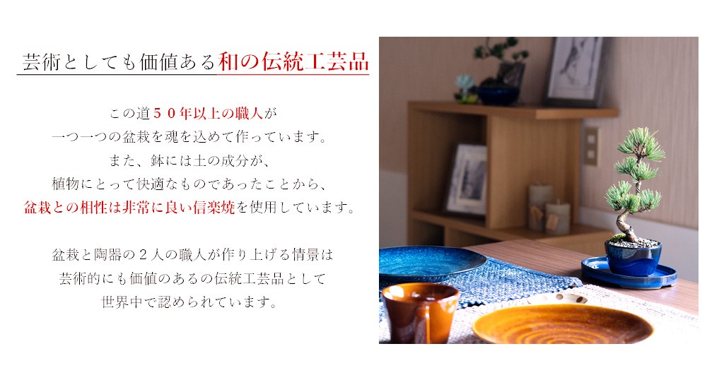 satoukeiko0515さま専用 五葉松2点セット 受け皿付き satoukeiko0515