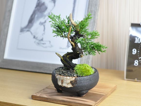 小品 真柏 松盆栽 鉢植え ミニ盆栽 ギフト 贈り物 おしゃれ