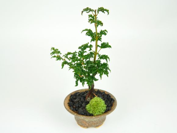 獅子頭もみじ 紅葉する盆栽 鉢植え ミニ盆栽 ギフト 贈り物 おしゃれ