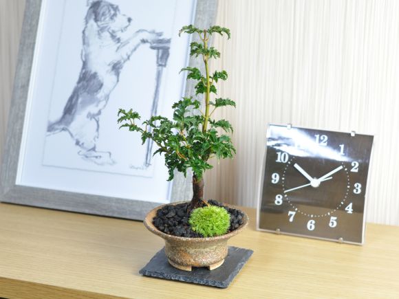 獅子頭もみじ 紅葉する盆栽 鉢植え ミニ盆栽 ギフト 贈り物 おしゃれ