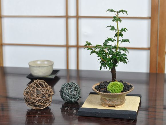 獅子頭もみじ 紅葉する盆栽 鉢植え ミニ盆栽 ギフト 贈り物 おしゃれ