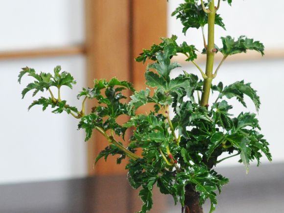 獅子頭もみじ 紅葉する盆栽 鉢植え ミニ盆栽 ギフト 贈り物 おしゃれ