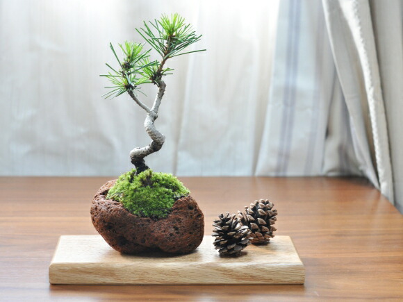 盆栽 花台 盆栽花台 レッドオーク 長方形 8号 幅25cm×奥行9.5cm×高さ
