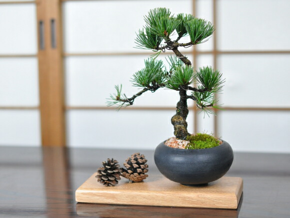 盆栽 花台 盆栽花台 レッドオーク 長方形 8号 幅25cm×奥行9.5cm×高さ