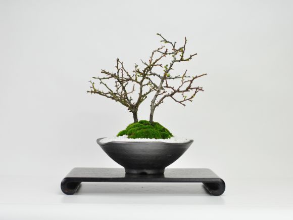 花盆栽 紅白長寿梅 さかずきの器 盆栽 長寿 人気 花芽 ミニ盆栽 花見 四季 鉢植 お祝い プレゼント 鉢花 贈り物 サクラ