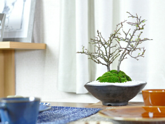 花盆栽 紅白長寿梅 さかずきの器 盆栽 長寿 人気 花芽 ミニ盆栽 花見 四季 鉢植 お祝い プレゼント 鉢花 贈り物 サクラ