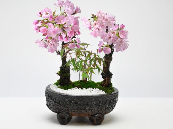 旭山桜 大　玉竜の寄植え　伝統的な六角盆栽鉢