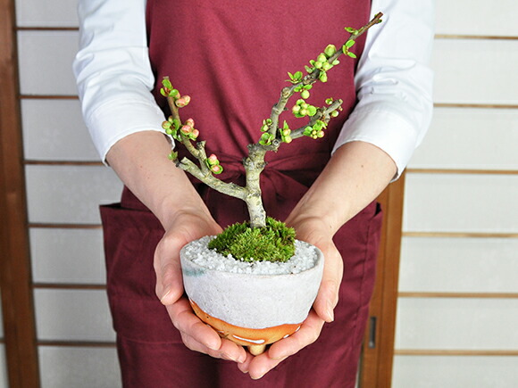 紅白長寿梅 長寿宝 花盆栽 鉢植え 咲き分け ギフト 贈り物 おしゃれ