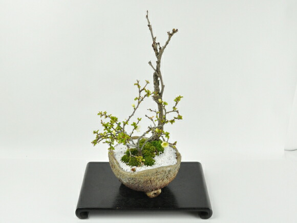 盆栽 藤 中サイズ 白長寿梅寄せ植え イラボ 藤盆栽 鉢植え 花盆栽
