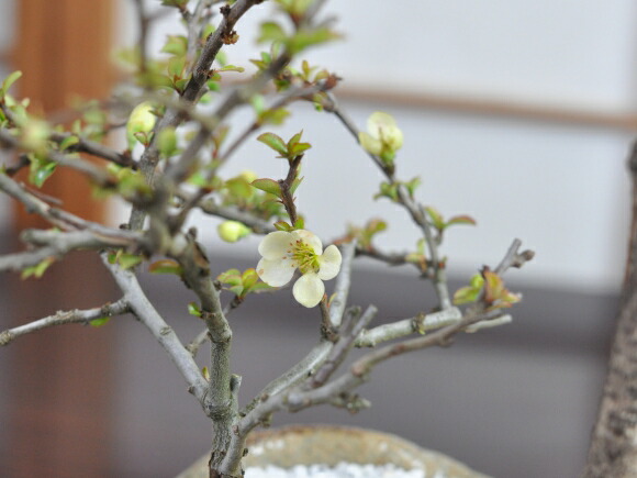 盆栽 藤 中サイズ 白長寿梅寄せ植え イラボ 藤盆栽 鉢植え 花盆栽