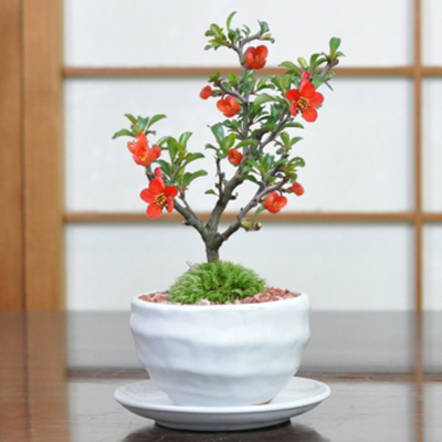 母の日 盆栽 花 長寿梅 ミニ盆栽 天然石の敷物付き 人気 ランキング 60代 70代 育て方冊子 肥料付き 花 鉢植え ラッピング メッセージカード a734 盆栽妙 ヤフー店 通販 Yahoo ショッピング