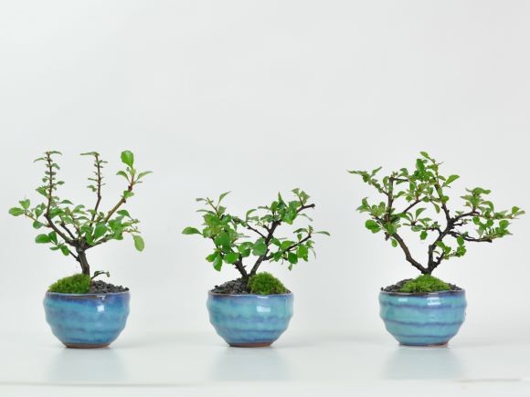 花盆栽 花 ミニ 長寿梅 瑠璃紺和鉢 白花 受け皿付き 可愛い ブランド