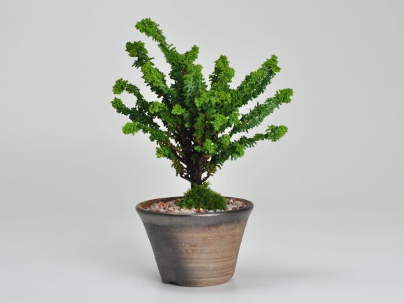 盆栽 石化ヒノキ ミニ盆栽 松柏 記念樹 鉢植え シンボルツリー 日本
