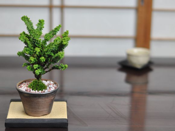 盆栽 石化ヒノキ ミニ盆栽 松柏 記念樹 鉢植え シンボルツリー 日本