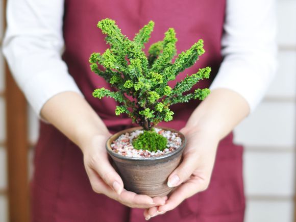 盆栽 石化ヒノキ ミニ盆栽 松柏 記念樹 鉢植え シンボルツリー 日本