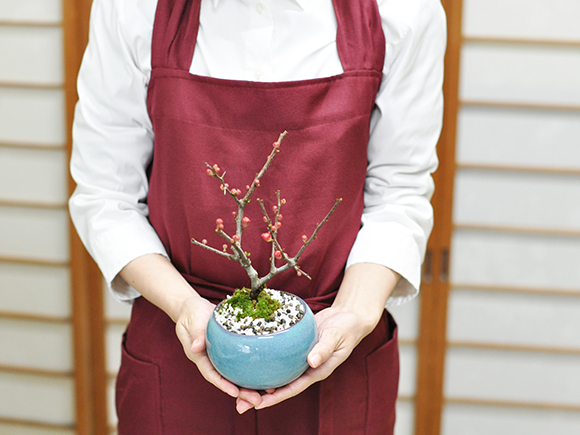 盆栽 黒長寿梅 ミニ盆栽 花 記念樹 鉢植え シンボルツリー 日本庭園