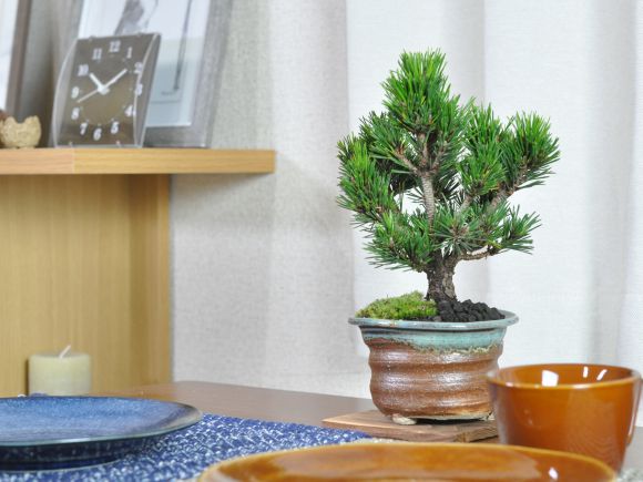 盆栽 千寿丸 ミニ盆栽 松 記念樹 鉢植え シンボルツリー 日本