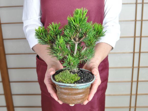 盆栽 千寿丸 ミニ盆栽 松 記念樹 鉢植え シンボルツリー 日本庭園