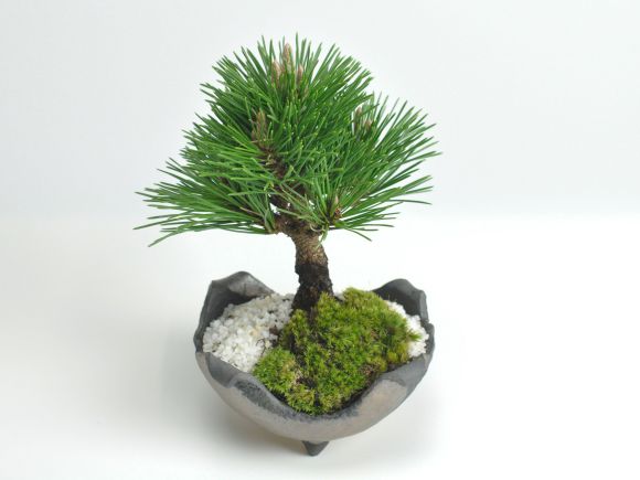 盆栽 千寿丸 小 ミニ盆栽 松 記念樹 鉢植え シンボルツリー 日本庭園