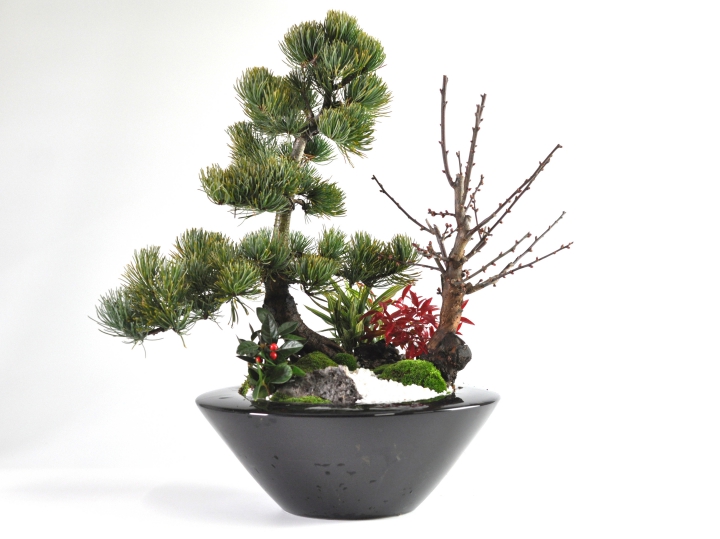 盆栽 モダン 松竹梅 受皿付き お正月 福 縁起物 植物 五葉松 梅 ぼん