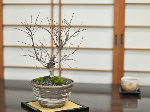 盆栽 出猩々(でしょうじょう)もみじ 太幹 ミニ盆栽 雑木 記念樹 鉢植え