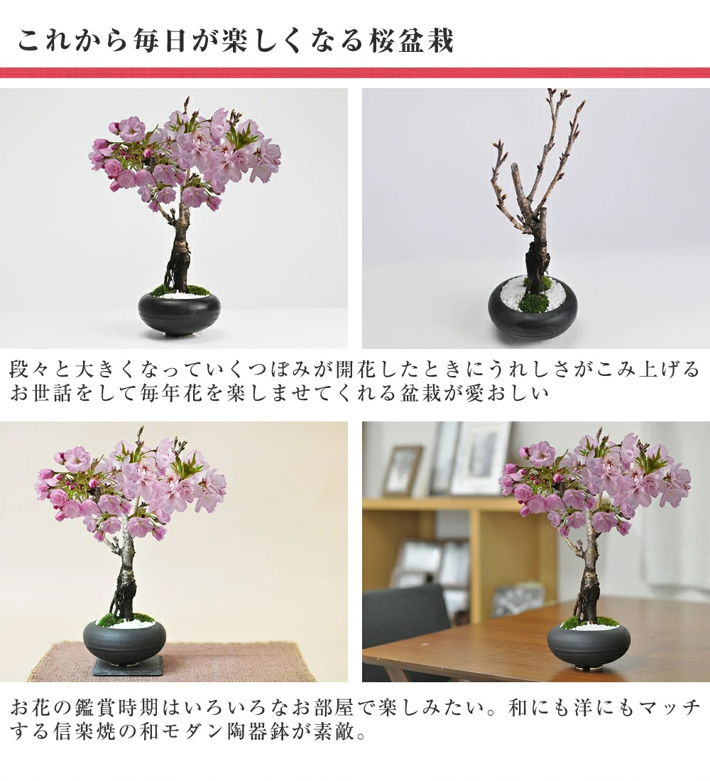 桜盆栽黒丸和鉢