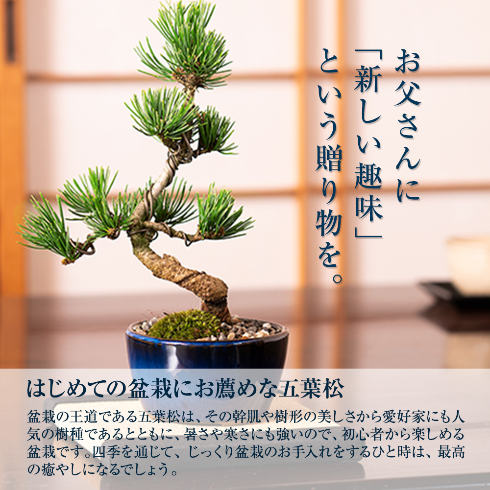 父の日 盆栽 松 ミニ 五葉松と地酒のセット 丸小鉢 樹齢 5年 本場四国 ブランド 人気 ランキング 60代 70代 Bonsai ぼんさい 鉢植え 植物 和 癒し a3134 盆栽妙 ヤフー店 通販 Yahoo ショッピング