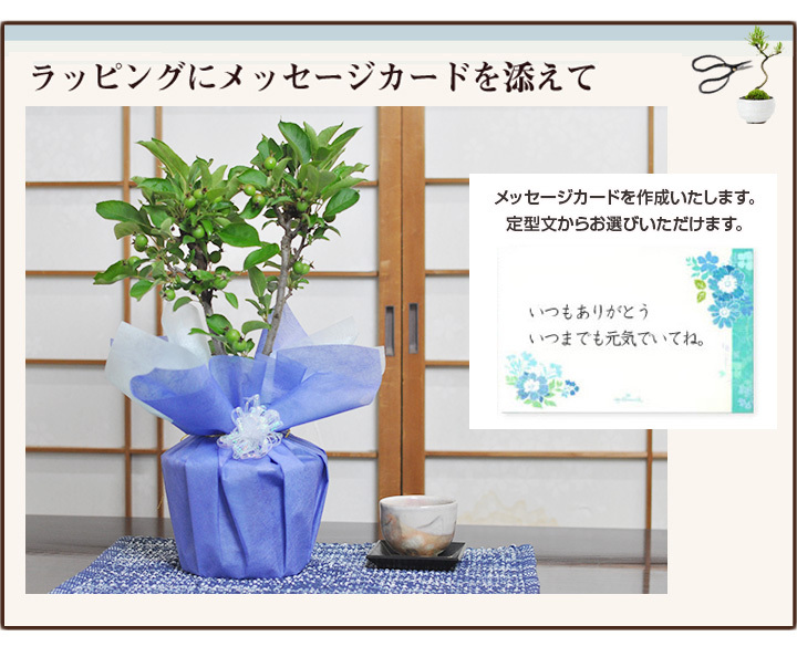 りんご 信楽焼 松皮鉢 実なり盆栽 本場四国 ブランド 人気 ランキング