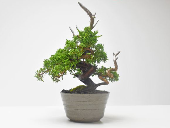 三河盆栽　紀州真柏　盆栽 三河盆栽 紀州真柏 盆栽 紀州真柏飛龍の盆栽を販売｜盆栽妙 – 盆栽妙 本店