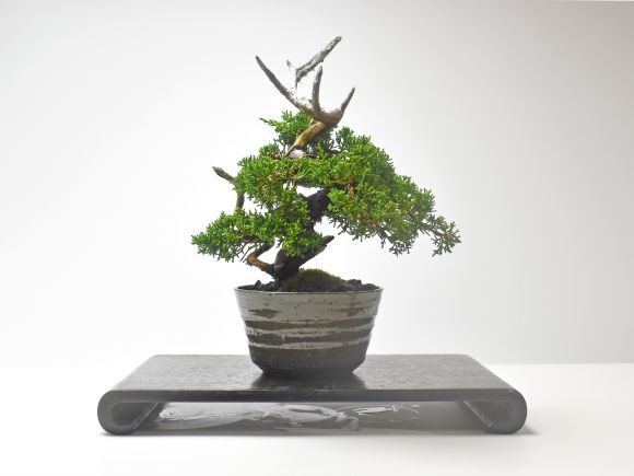 盆栽 紀州真柏 飛龍 ミニ盆栽 松柏 記念樹 鉢植え シンボルツリー 日本