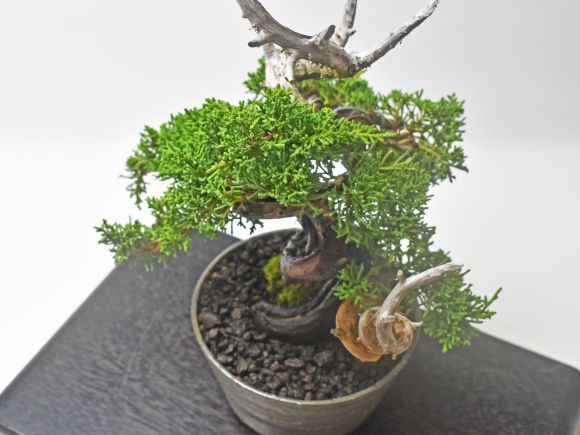 盆栽 紀州真柏 飛龍 ミニ盆栽 松柏 記念樹 鉢植え シンボルツリー 日本