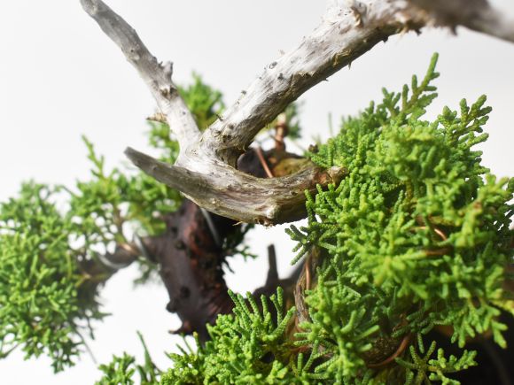 盆栽 紀州真柏 飛龍 ミニ盆栽 松柏 記念樹 鉢植え シンボルツリー 日本