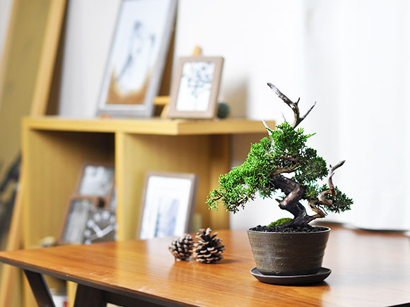 盆栽 紀州真柏 飛龍 ミニ盆栽 松柏 記念樹 鉢植え シンボルツリー 日本
