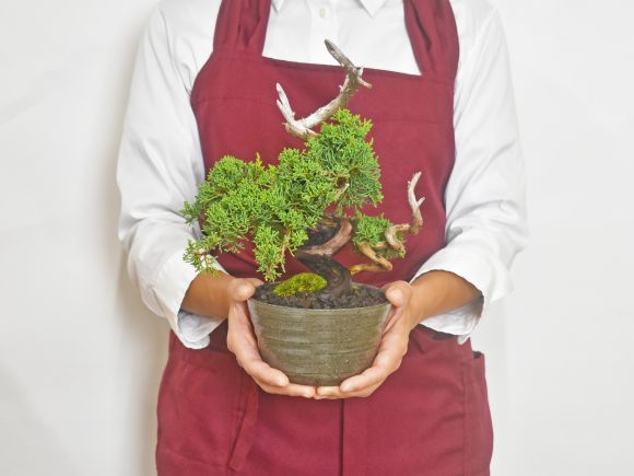 盆栽 紀州真柏 飛龍 ミニ盆栽 松柏 記念樹 鉢植え シンボルツリー 日本