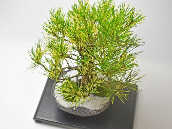 盆栽 蛇の目松 ミニ盆栽 松 記念樹 鉢植え シンボルツリー 日本