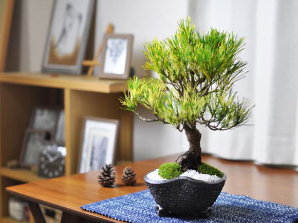 盆栽 蛇の目松 ミニ盆栽 松 記念樹 鉢植え シンボルツリー 日本庭園