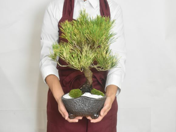 盆栽 蛇の目松 ミニ盆栽 松 記念樹 鉢植え シンボルツリー 日本