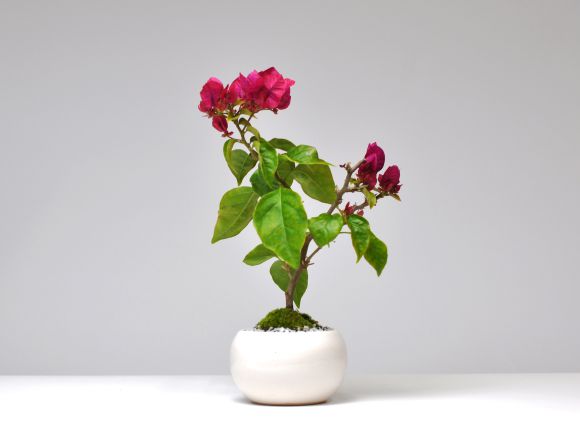 盆栽 ブーゲンビリアの盆栽 ミニ盆栽 花 記念樹 鉢植え シンボルツリー