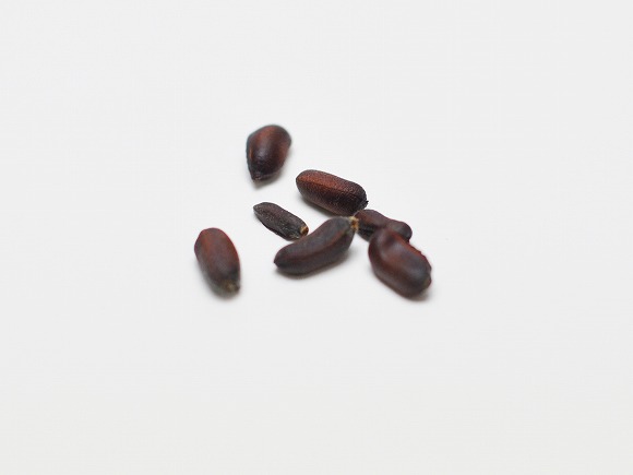 満月蝋梅の種 園芸ネット本店｜ロウバイ：満月（まんげつ）4～5号