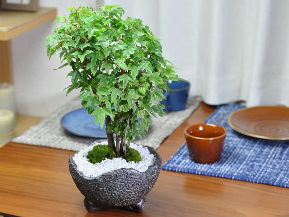 楓の寄せ植え