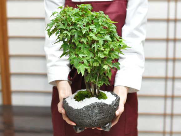 楓の寄せ植え