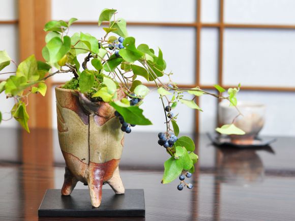 盆栽妙 アオツヅラフジ つる植物 実 観葉植物 ミニ : 50598a3216 